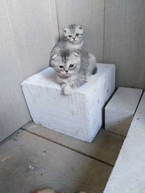 Продам котят, шотландцы в Курчатове фото 4