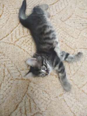 Котята бесплатно фото 4