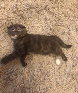 Шотландская кошечка