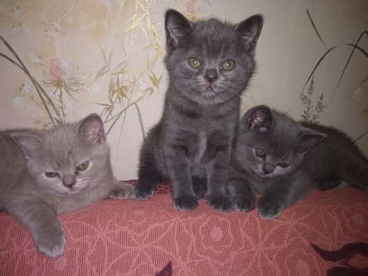 Британские котята