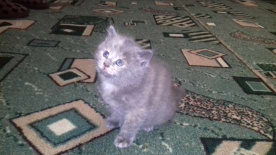 Котята в добрые руки в Вышний Волочек
