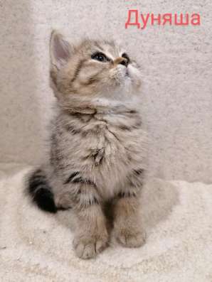 Британские котята