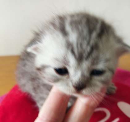 Scottish fold. male, Scottish strait female. Document фото 6