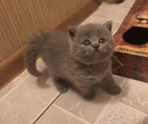 Продаю клубную кошечку