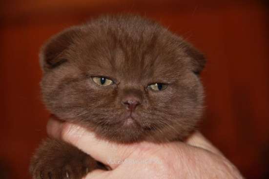 Вислоухие котята