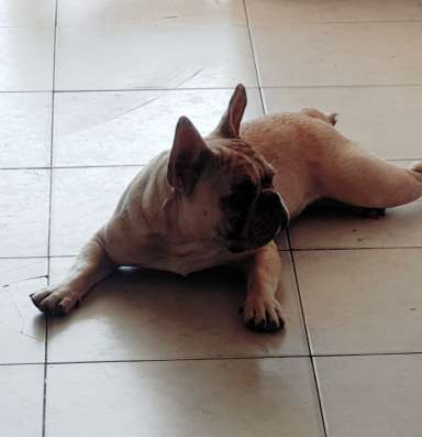 French Bulldog фото 4