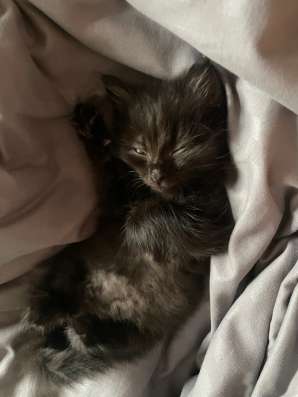 Котенок в Иркутске фото 4