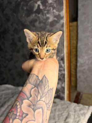 Бенгальские котята