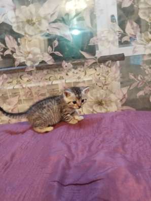 Отдам котят в Светлогорске фото 3