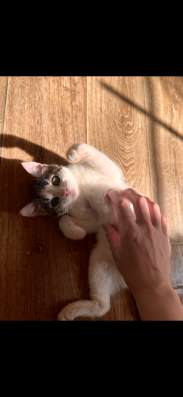 Кошка девочка