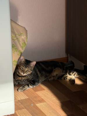 Отдам кота, в добрые руки
