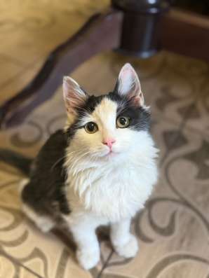 Котенок в добрые руки