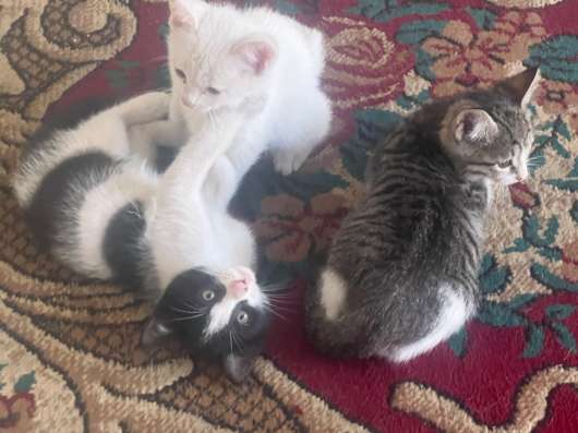 Отдам котят в хорошие руки
