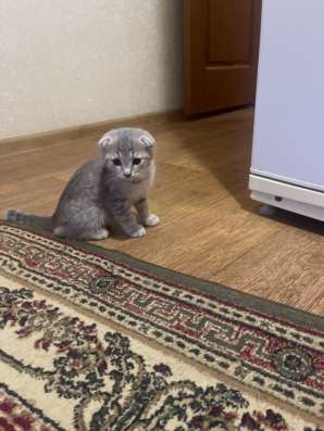 Отдам бесплатно