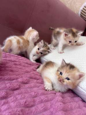 Отдам котят в добрые руки!