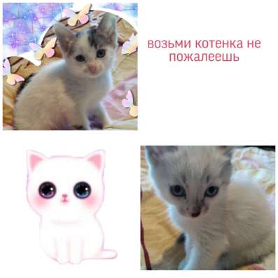 Отдам котят в добрые руки