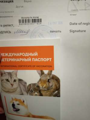 Персидский котенок в Вологде
