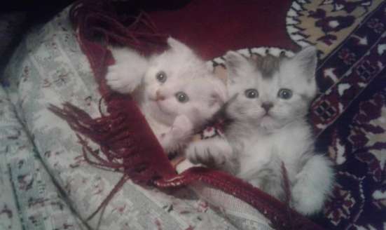 Шотландские котята