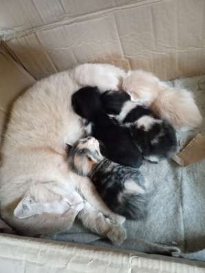 Кошенята Хуст закарпацка область