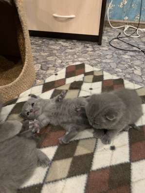 Британские котята в Красноярске