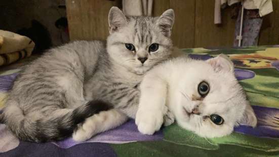 Шотландские котята