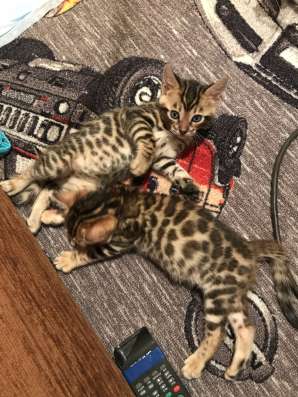 Бенгальские котята в Абакане