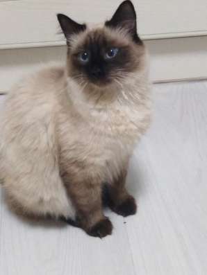 Отдам сиамского котенка