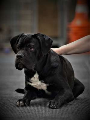 Black cane corso male