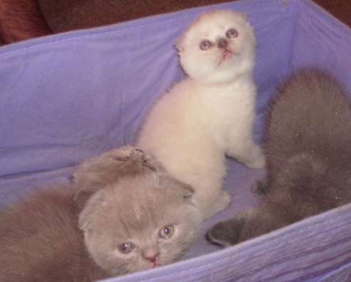 шотландские котятки