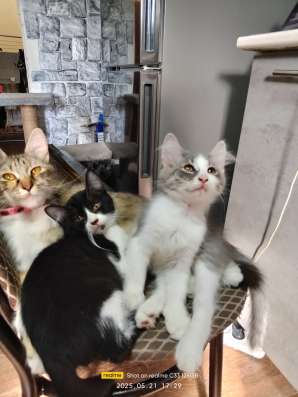 Котята в хорошие руки