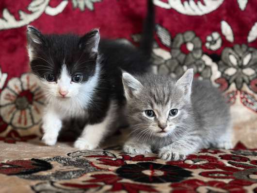Котята в добрые руки