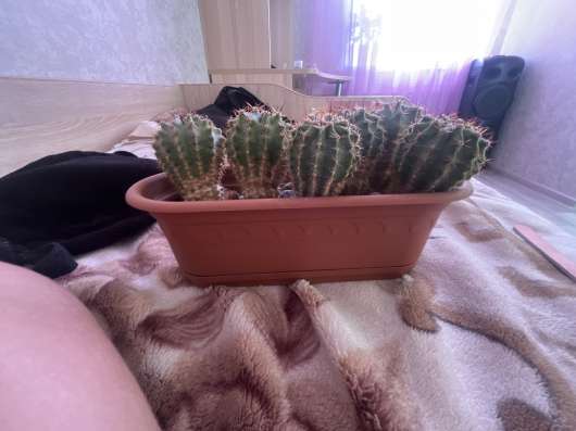 Кактусы