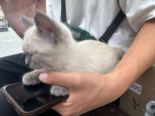 Котенок в добрые руки