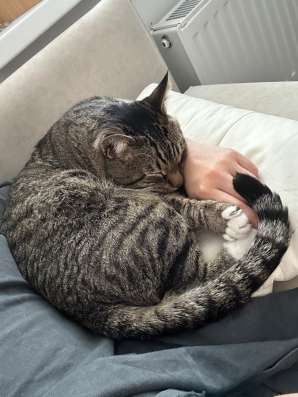 Передержка кошек/собак