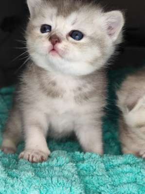 Шотландские котята в Керчи