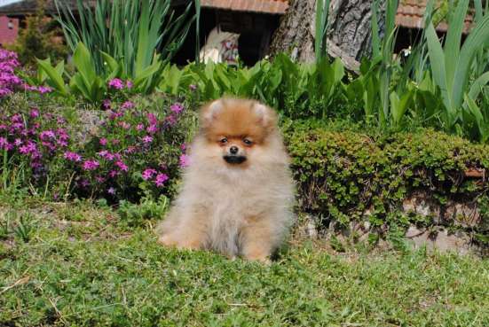 Pomeranian Spitz girl фото 3