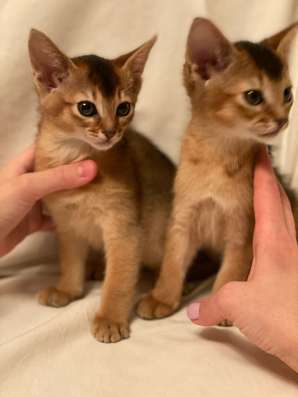 Продаю абиссинских котят в Москве фото 4