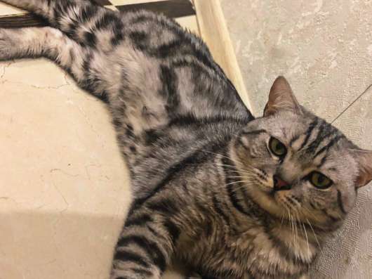 Вязка с шотландским котом