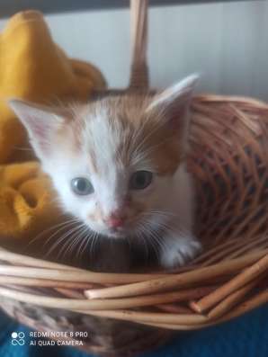 Котенок Рыжик в Краснодаре фото 12