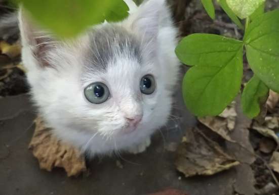 Отдам кошечку в добрые руки