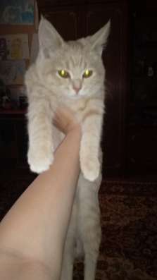 Продаётся британский котенок в Рязани