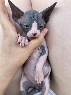 Котёнок канадского сфинкса фото 3