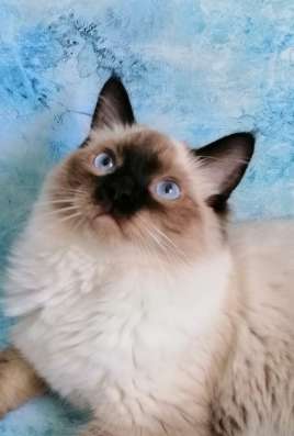 Котик Рэгдолл