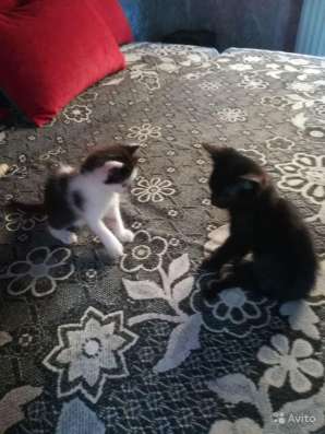 Отдам котят 1,5 месяца, потомственные крысоловы фото 5