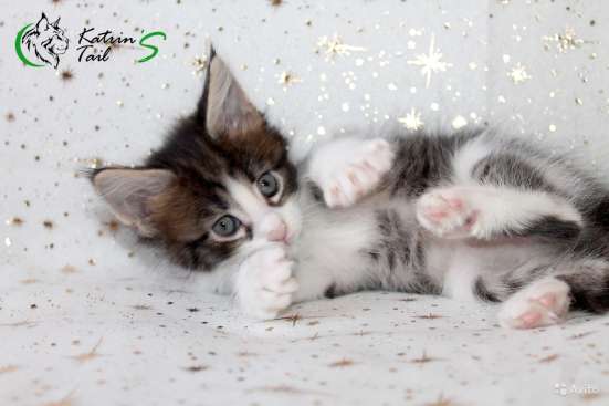 Лучшие котята Мейн-Кун для Вас фото 4