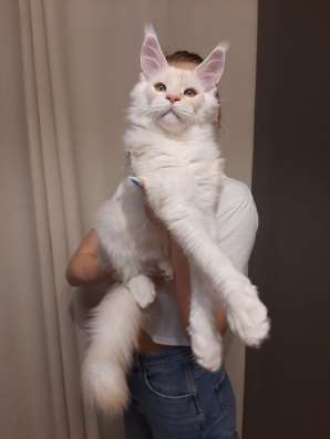Котята мейн-кун продажа