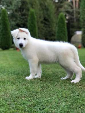 Puppies of a White Swiss Shepherd Dog фото 8