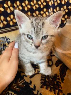 Котята (мальчики) в Набережных Челнах фото 4
