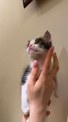 Котята ищут дом в Москве фото 6