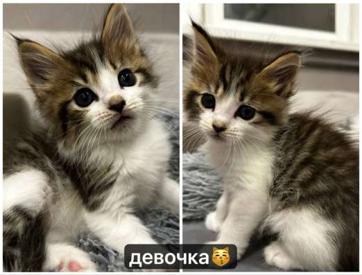 продажа котят!? в Улан-Удэ фото 3